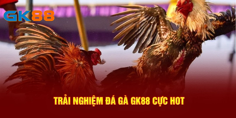 Trải nghiệm đá gà GK88 cực hot cùng nhiều chiến kê